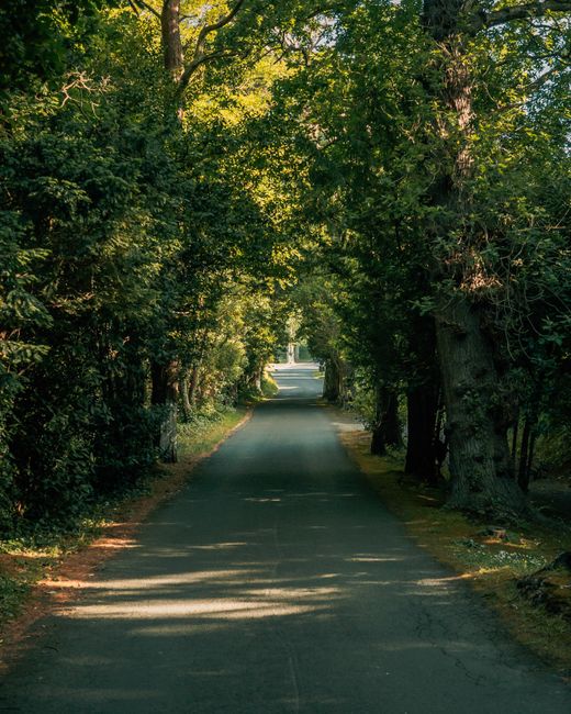 A narrow, paved country lane lined with tall, leafy trees on both sides, casting dappled shadows on the ground. The trees form a canopy overhead, allowing filtered sunlight to illuminate the road, whi